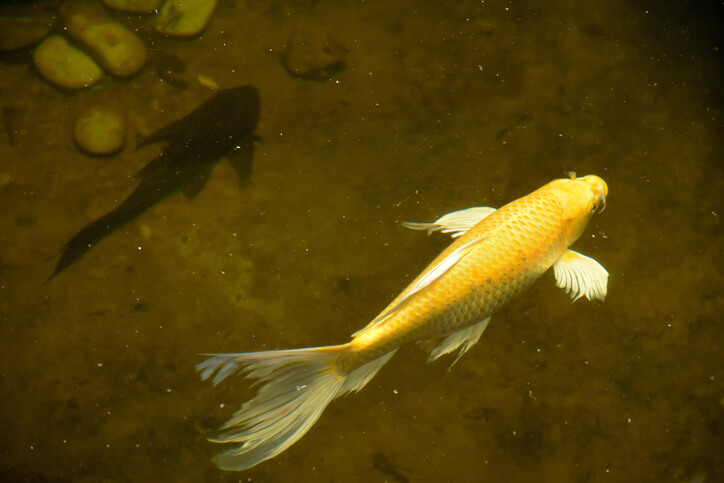 金の鯉