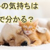 ペット占い　ペットロス　ペットの気持ち　おすすめ　口コミ　当たる占い師　評判