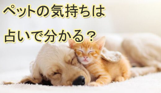ペットロスにも？ペット占いで気持ちを知る～霊感・霊視の当たる占い師