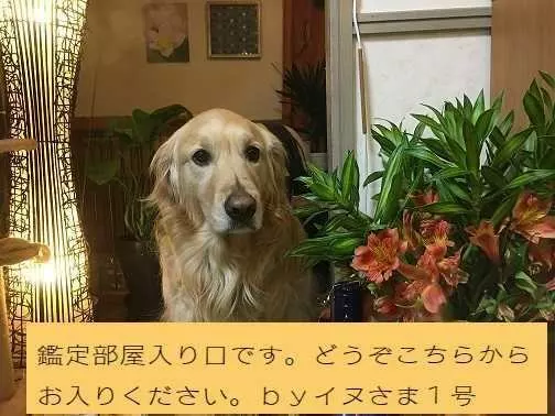 ばん 山形県 山形市 占い館 当たる おすすめ