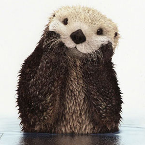 twittericon